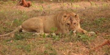 ગીર સોમનાથના જંગલમાં મધ પાડવા જવું ભારે પડ્યું, સિંહણે જીવલેણ હુમલો કરતા યુવકને હોસ્પિટલ ખસેડાયો | L…