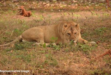 ગીર સોમનાથના જંગલમાં મધ પાડવા જવું ભારે પડ્યું, સિંહણે જીવલેણ હુમલો કરતા યુવકને હોસ્પિટલ ખસેડાયો | L…