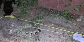 એમએસ યુનિવર્સિટીમાં 9 ફૂટના મહાકાય મગરની એન્ટ્રી, ભારે જહેમત બાદ રેસ્ક્યુ | 9 foot giant crocodile e…