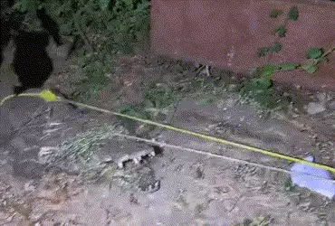 એમએસ યુનિવર્સિટીમાં 9 ફૂટના મહાકાય મગરની એન્ટ્રી, ભારે જહેમત બાદ રેસ્ક્યુ | 9 foot giant crocodile e…