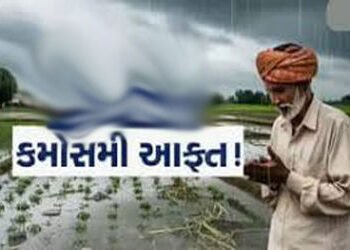 સુરેન્દ્રનગરમાં 3 દિવસ કમોસમી વરસાદના યલો એલર્ટથી ખેડૂતો ચિંતિત | Farmers worried over yellow alert …