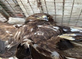 લખતરના ભાથરીયાની સીમમાં દુર્લભ નેપાળી ગરૃડ ઇજાગ્રસ્ત મળ્યું | Rare Nepali eagle found injured in Bha…