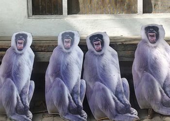 રાષ્ટ્રપતિ દ્રૌપદી મુર્મૂની વૃંદાવન મુલાકાત: વાંદરાઓના ત્રાસને રોકવા તંત્રનો અનોખો પ્લાન | President…