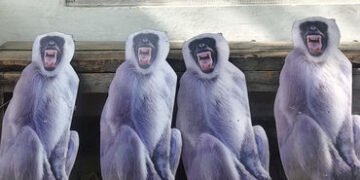 રાષ્ટ્રપતિ દ્રૌપદી મુર્મૂની વૃંદાવન મુલાકાત: વાંદરાઓના ત્રાસને રોકવા તંત્રનો અનોખો પ્લાન | President…