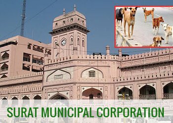 સુરતમાં કુતરાના વધતી સમસ્યા વચ્ચે છઠ્ઠા પ્રયાસે કુતરાના સર્વે માટેની એજન્સી મળી | Amidst the growing…