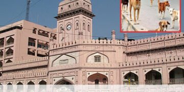 સુરતમાં કુતરાના વધતી સમસ્યા વચ્ચે છઠ્ઠા પ્રયાસે કુતરાના સર્વે માટેની એજન્સી મળી | Amidst the growing…