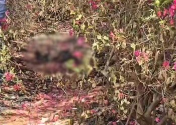 અમદાવાદના નોબલનગર નજીક કચરામાં મહિલાનો સળગેલી હાલતમાં મૃતદેહ મળ્યો, પોલીસે તપાસ હાથ ધરી | Ahmedabad:…