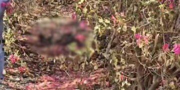 અમદાવાદના નોબલનગર નજીક કચરામાં મહિલાનો સળગેલી હાલતમાં મૃતદેહ મળ્યો, પોલીસે તપાસ હાથ ધરી | Ahmedabad:…