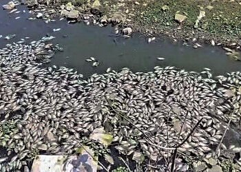ધ્રાંગધ્રાની ફલકુ નદીમાં હજારોની સંખ્યામાં મૃત માછલીઓ મળી | Thousands of dead fish found in Dhrangad…