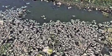 ધ્રાંગધ્રાની ફલકુ નદીમાં હજારોની સંખ્યામાં મૃત માછલીઓ મળી | Thousands of dead fish found in Dhrangad…