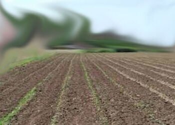 ધ્રાંગધ્રામાં અંધારામાં રાખી 4 શખ્સે ખેડૂત પાસેથી જમીન પડાવી લીધી | 4 men snatched land from farmer …