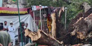 ગોંડલમાં વર્ષો જૂનું ‘પીરની આંબલી’નું વિશાળ વૃક્ષ ધરાશાયી, વાહનવ્યવહાર ખોરવાયો, હિન્દુ-મુસ્લિમની આસ્…