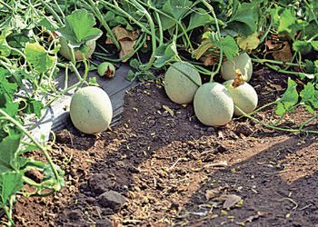 દાડમના બગીચામાં ટેટી-તરબૂચનું વાવેતર કરી વીઘે 80 હજારની વધુ આવક રળી | planting watermelons and melon…