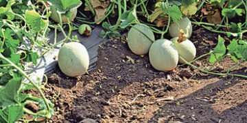 દાડમના બગીચામાં ટેટી-તરબૂચનું વાવેતર કરી વીઘે 80 હજારની વધુ આવક રળી | planting watermelons and melon…