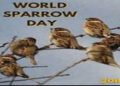 વિશ્વ ચકલી દિવસ : શહેરીકરણ અને આધુનિકીકરણના કારણે ચકલી લુપ્ત થવાના આરે | World Sparrow Day: Sparrows…