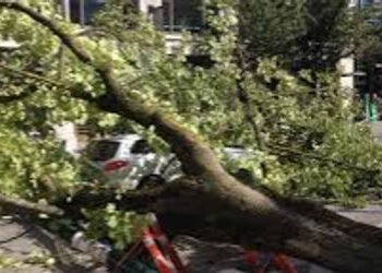 વાસણારોડ પર થાંભલો અને વૃક્ષ તૂટી પડતાં 7 વાહનો દબાયા | seven vehicles damaged due to tree collapse