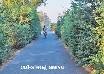 નડિયાદના કોલેજ રોડ નહેરથી ફતેપુરા રિંગરોડ પર ઝાડી-ઝાંખરાનું સામ્રાજ્ય | From the College Road canal …