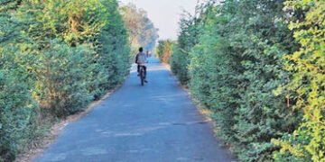 નડિયાદના કોલેજ રોડ નહેરથી ફતેપુરા રિંગરોડ પર ઝાડી-ઝાંખરાનું સામ્રાજ્ય | From the College Road canal …