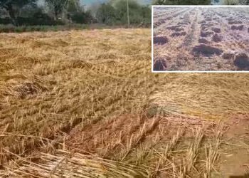 સાબરકાંઠા: હિંમતનગર સહિતના પંથકમાં માવઠાનો માર, ઘઉંનો તૈયાર પાક પલળતા ખેડૂતોના મોઢે આવેલો કોળિયો છીન…