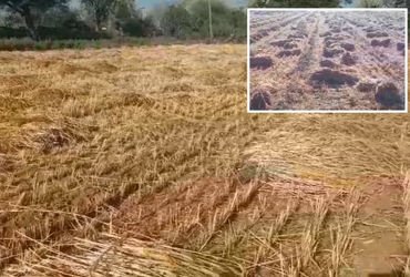 સાબરકાંઠા: હિંમતનગર સહિતના પંથકમાં માવઠાનો માર, ઘઉંનો તૈયાર પાક પલળતા ખેડૂતોના મોઢે આવેલો કોળિયો છીન…