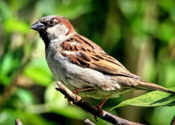 આજે વિશ્વ ચકલી દિવસ: કોંક્રિટના જંગલોમાં ખોવાયો ચકલીઓનો કલરવ, શહેરો છોડી ગામડાં તરફ ઉડાન ભરી | World…