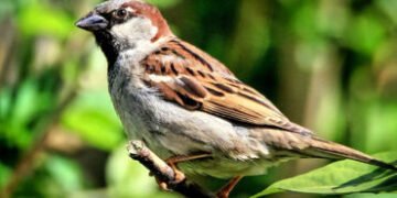 આજે વિશ્વ ચકલી દિવસ: કોંક્રિટના જંગલોમાં ખોવાયો ચકલીઓનો કલરવ, શહેરો છોડી ગામડાં તરફ ઉડાન ભરી | World…