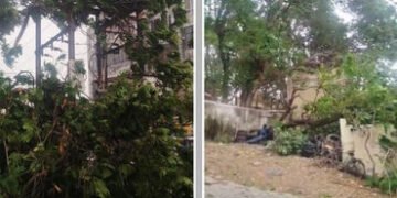 જામનગર: કમોસમી વરસાદમાં વીજળી પડતા માલધારીનું મોત, વાવાઝોડામાં અનેક વૃક્ષો પણ ધરાશાયી | Unseasonal R…