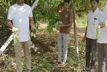 અમરેલીમાં ભારે પવન અને વરસાદને કારણે કેરીઓ ખરી પડી, સેજળ ગામે બાગાયતી પાકને ભારે નુકસાન | Unseasonal…