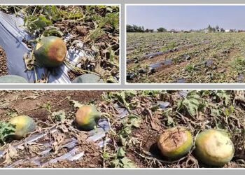 સુરેન્દ્રનગર: મિનિ વાવાઝોડા અને માવઠાથી સાયલામાં તરબૂચની ખેતીમાં ભારે નુકસાન, મહેનત પર ફરી વળ્યું પા…