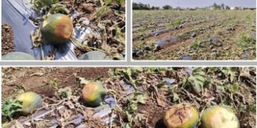 સુરેન્દ્રનગર: મિનિ વાવાઝોડા અને માવઠાથી સાયલામાં તરબૂચની ખેતીમાં ભારે નુકસાન, મહેનત પર ફરી વળ્યું પા…