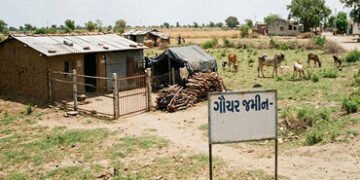 રાજકોટ જિલ્લામાં ગૌચર જમીનોમાં 511 દબાણો, અમુક 32 વર્ષ જૂના ! | 511 encroachments on grazing lands i…