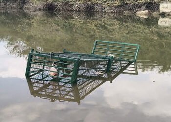 ખોરાસાની સીમમાં નદીએ વાસણ સાફ કરતા મહિલાને મગરે ફાડી ખાધા | Crocodile tears apart woman while cleani…