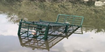 ખોરાસાની સીમમાં નદીએ વાસણ સાફ કરતા મહિલાને મગરે ફાડી ખાધા | Crocodile tears apart woman while cleani…