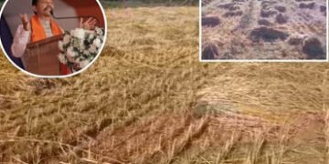 ‘નુકસાનીનો સર્વે કરવાના આદેશ અપાયા, રિપોર્ટ બાદ સરકાર નિર્ણય લેશે’, માવઠાના કારણે પાક નુકસાન મુદ્દે …