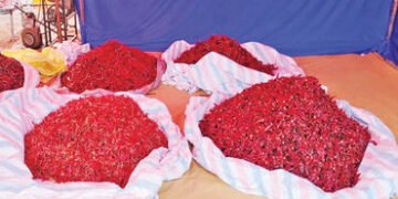 ધ્રાંગધ્રા તાલુકામાં લાલ મરચાના ભાવમાં ફરી કિલોએ રૂ. 50 નો વધારો | Red chilli prices in Dhrangadhra …