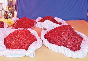 ધ્રાંગધ્રા તાલુકામાં લાલ મરચાના ભાવમાં ફરી કિલોએ રૂ. 50 નો વધારો | Red chilli prices in Dhrangadhra …