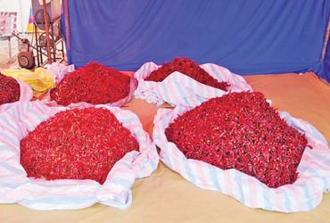 ધ્રાંગધ્રા તાલુકામાં લાલ મરચાના ભાવમાં ફરી કિલોએ રૂ. 50 નો વધારો | Red chilli prices in Dhrangadhra …