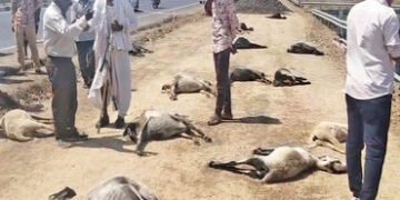 સાણંદ- વિરમગામ હાઇવે પર વિરોચનગર પાસે ખાડામાં પાણી પીદ્યા બાદ 35 ઘેટાંનાં ટપોટપ મોત | 35 sheep die a…