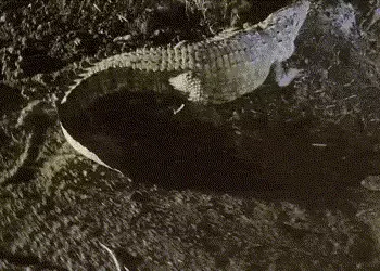 વડોદરા: પાદરાના રહેણાંક વિસ્તારમાં 9 ફૂટનો વિશાળ મગર ઘૂસી આવતા ફફડાટ, ભારે જહેમત બાદ રેસ્ક્યુ કર્યું…