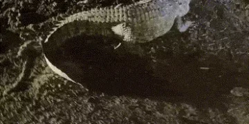 વડોદરા: પાદરાના રહેણાંક વિસ્તારમાં 9 ફૂટનો વિશાળ મગર ઘૂસી આવતા ફફડાટ, ભારે જહેમત બાદ રેસ્ક્યુ કર્યું…