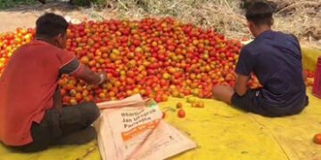 ટામેટાંના ભાવ તળિયે: છોટા ઉદેપુરના ખેડૂતો 6 રૂપિયે કિલો વેચવા મજબૂર, દેવું વધતા ચિંતા | chhotaudepur…