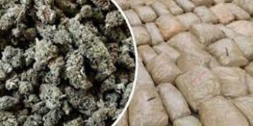 ધ્રાંગધ્રા હાઇવે પર ટ્રકમાંથી 4.90 લાખનો સૂકો ગાંજો ઝડપી પાડયો | Dried marijuana worth Rs 4 90 lakh …