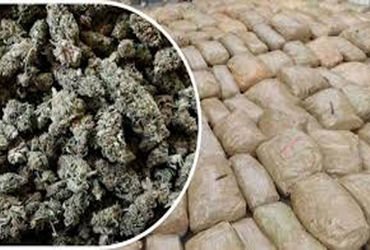 ધ્રાંગધ્રા હાઇવે પર ટ્રકમાંથી 4.90 લાખનો સૂકો ગાંજો ઝડપી પાડયો | Dried marijuana worth Rs 4 90 lakh …