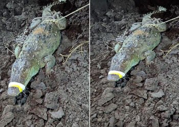 વડોદરામાં મકરપુરાની ગોકુલ રેસીડેન્સીમાં ફરી 9 ફૂટનો મગર આવી ગયો, વોક માટે નીકળેલા રહીશોમાં નાસભાગ | …