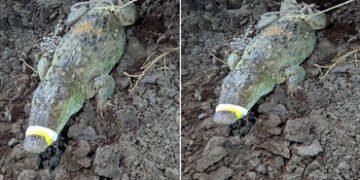 વડોદરામાં મકરપુરાની ગોકુલ રેસીડેન્સીમાં ફરી 9 ફૂટનો મગર આવી ગયો, વોક માટે નીકળેલા રહીશોમાં નાસભાગ | …