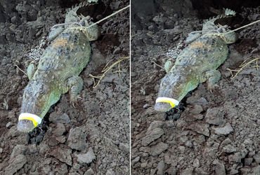 વડોદરામાં મકરપુરાની ગોકુલ રેસીડેન્સીમાં ફરી 9 ફૂટનો મગર આવી ગયો, વોક માટે નીકળેલા રહીશોમાં નાસભાગ | …