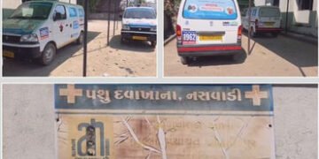 છોટા ઉદેપુર: સરકારી ઉદાસીનતાને કારણે 20 પશુ એમ્બ્યુલન્સ 8 મહિનાથી ધૂળ ખાઈ રહી છે, પશુપાલકો બેહાલ | 2…