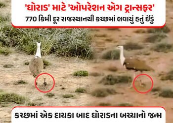 ઐતિહાસિક સિદ્ધિ: કચ્છમાં એક દાયકા બાદ ગુંજશે ‘ઘોરાડ’નો કલરવ, રાજસ્થાનથી ઈંડું લાવી કરાયો સફળ ઉછેર | …
