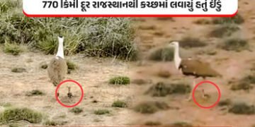 ઐતિહાસિક સિદ્ધિ: કચ્છમાં એક દાયકા બાદ ગુંજશે ‘ઘોરાડ’નો કલરવ, રાજસ્થાનથી ઈંડું લાવી કરાયો સફળ ઉછેર | …