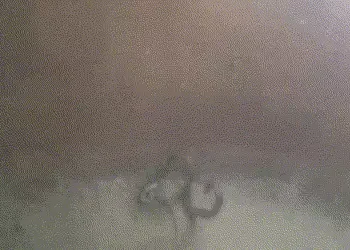 સાવધાન! ગાંધીનગરના મગોડીમાં પાણીની ટાંકી બની સરીસૃપોનો અડ્ડો: 1 મૃત, 5 જીવતા સાપ અને 3 ઘો નીકળતા ફફડ…